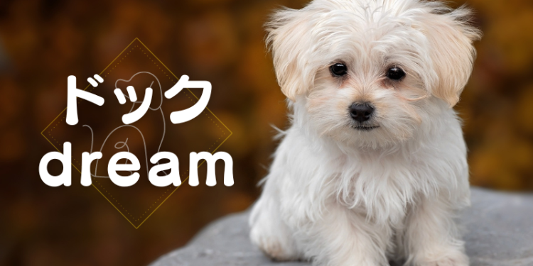 ドックdream